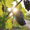 Job dating viticulture - Epernay