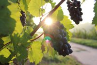 Préparez le BTSA Viticulture-oenologie à distance !